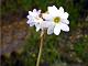 Common White Primrose